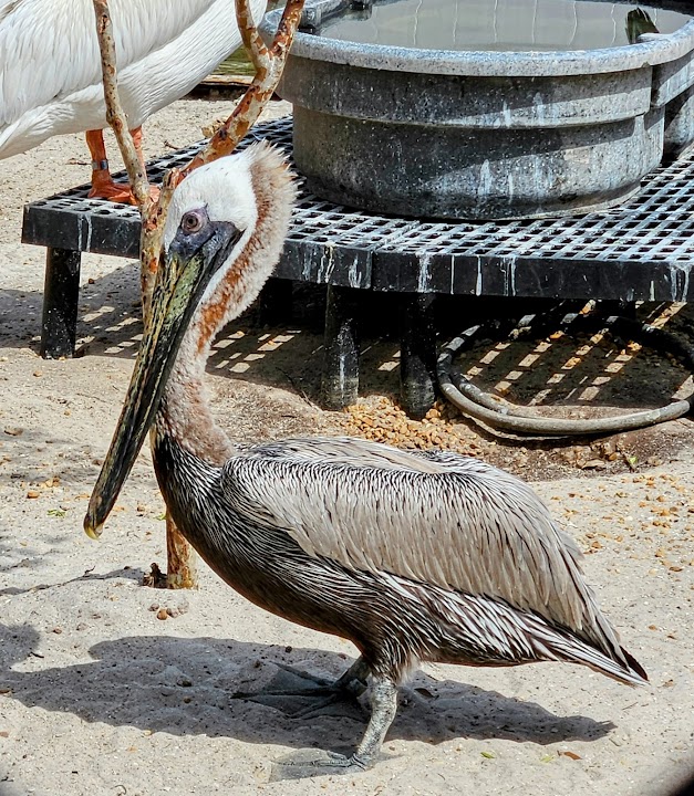 Seaside Seabird Sanctuary